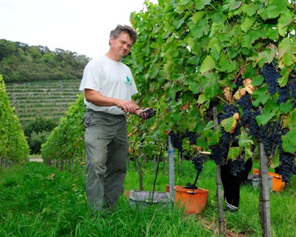 tl_files/images-nachrichten/04_wein/Regener/Juergen Winkler in der Lese.jpg